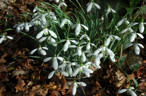 SNOWDROP